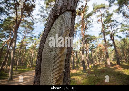 Foresta primordiale di Darss, pino (Pinus) con tracce di estrazione storica delle resine, Parco Nazionale di Vorpommersche Boddenlandschaft, Meclemburgo-Ovest Foto Stock