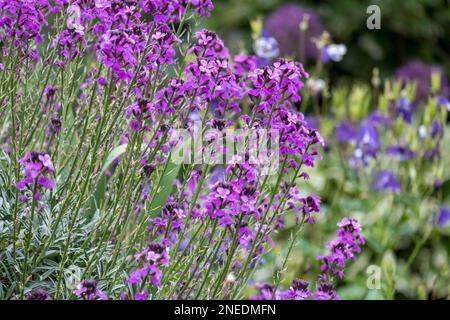 Gold Lacquer 'Bowles Mauve Foto Stock