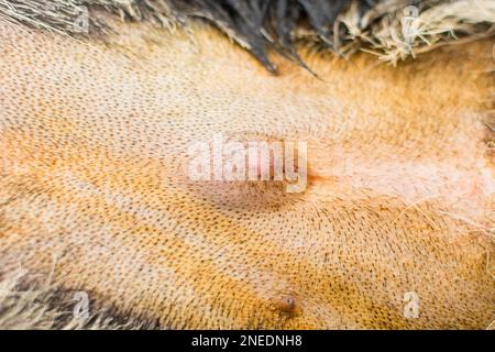 foto ravvicinata di un cane con ernia ombelicale Foto Stock