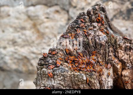 Accumulo di insetti di fuoco Foto Stock