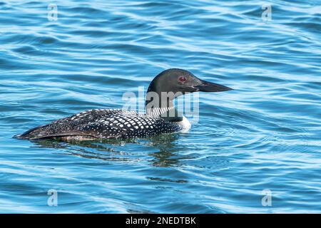 Common loon o grande subacqueo nord, Gavia immer, singolo adulto in allevamento piumaggio nuoto in mare, Vancouver Island, Canada Foto Stock