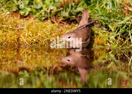 Giardino Warbler (Sylvia borin) seduta in uno stagno in primavera. Foto Stock