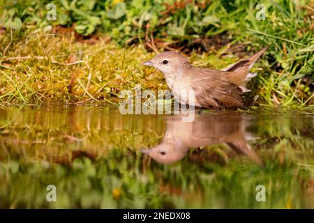 Giardino Warbler (Sylvia borin) seduta in uno stagno in primavera. Foto Stock