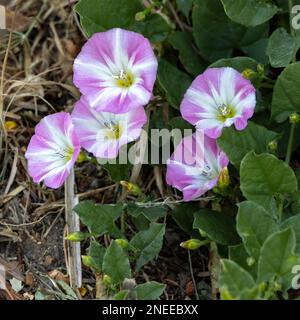 Campo Bindweed (Convolvulus arvensis) fiorito da una strada vicino Ardingly Foto Stock