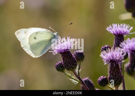 Grande Bianco (Pieris brassicae) farfalla che si nuce su un fiore di cardo Foto Stock