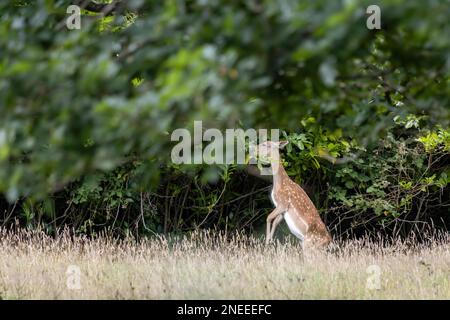 Il cervo della malva (Dama dama) che mangia le foglie nel bosco in East Grinstead Foto Stock