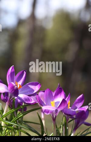 Fiori freschi di crocus viola che crescono nella foresta primaverile Foto Stock