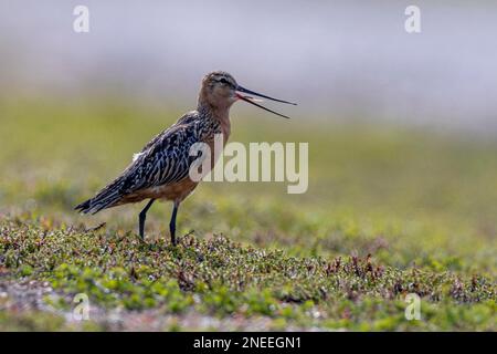 Godwit a coda di bar (Limosa laponica), maschio, abito da allevamento, in montagna, nella zona di allevamento, bruco sulla lingua, Penisola di Varanger Foto Stock