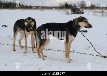 Due cani da Husky neri e rossi dell'Alaska in catena prima di allenarsi in inverno in piedi l'uno accanto all'altro. Ritratto completo sullo sfondo della neve. Foto Stock
