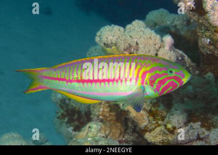 Red Sea Junker (Thalassoma rueppellii), Dive Site House Reef, Mangrove Bay, El Quesir, Mar Rosso, Egitto Foto Stock