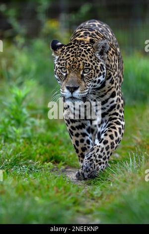 Jaguar (Panthera onca) con colletto radio sneaks attraverso l'erba, prigioniero, conservazione Land Trust stazione di allevamento, Ibera Project, Esteros del Foto Stock