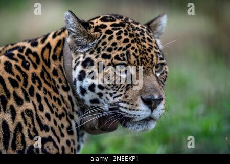 Jaguar (Panthera onca) con colletto radio, ritratto, stazione di allevamento del Conservation Land Trust, Ibera Project, Esteros del Ibera, San Alonso Foto Stock