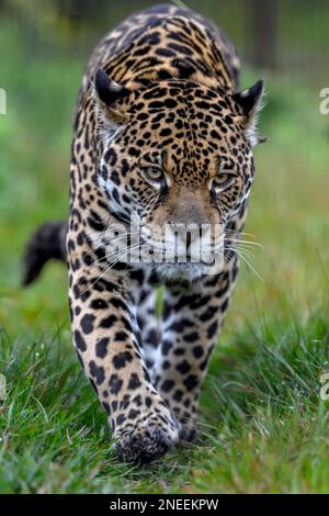 Jaguar (Panthera onca) con colletto radio sneaks attraverso l'erba, prigioniero, conservazione Land Trust stazione di allevamento, Ibera Project, Esteros del Foto Stock