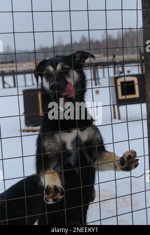 Il concetto di adottare gli animali domestici dal riparo. Allevamento di Husky dell'Alaska. Cucciolo nero mettere zampe su rete recinto e vuole Vai a casa. Foto Stock