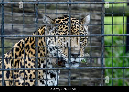 Jaguar (Panthera onca) con collare radio dietro griglia di ferro, ritratto, prigioniero, stazione di allevamento del Conservation Land Trust, Ibera Project Foto Stock