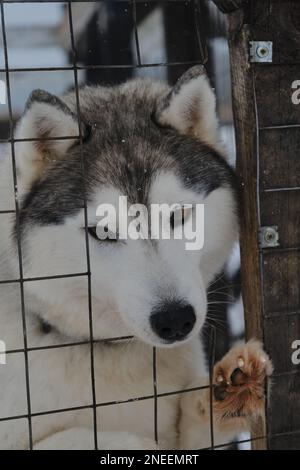 Il concetto di adottare gli animali domestici dal riparo. Allevamento di Husky siberiano. Cane grigio come lupo bloccato testa attraverso rete recinto con faccia triste e vuole Vai a casa. Foto Stock