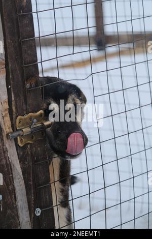 Il concetto di adottare gli animali domestici dal riparo. Allevamento di Husky dell'Alaska. Il cucciolo nero ha la testa attraverso la rete del recinto, il naso lecca con la lingua e vuole Vai a casa. Foto Stock