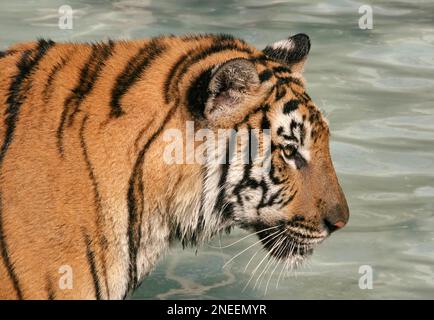 Ritratto di una tigre indocinese (Panthera Tigris Corbetti) gatto grande, in una pozza d'acqua, fissando in avanti, primo piano vista laterale ritratto, pelliccia particolare Foto Stock