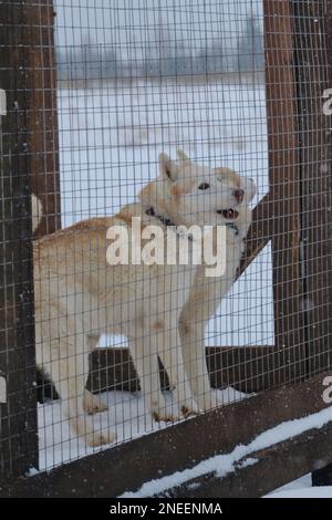 Concetto di adozione di animali domestici da riparo. Allevamento di Husky siberiano. Due cani da slitta rossi e bianchi in voliera dietro la rete in inverno, vogliono uscire per una passeggiata. Foto Stock