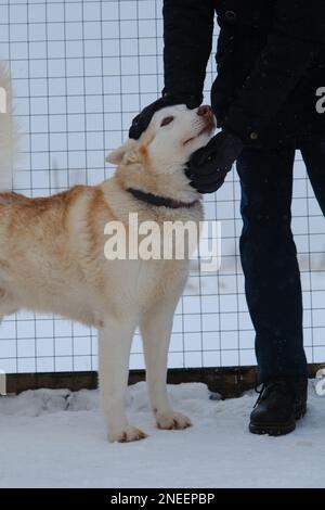 Concetto di adozione di animali domestici da riparo. Allevamento di Husky siberiano. L'uomo sceglie il cane purosangue e vuole portarlo a casa. Colpi volontari Husky siberiano Foto Stock