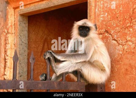 Un ritratto di primo piano di una singola scimmia di Langur Grigio (Semmopithecus entellus) seduta su una recinzione a Amber Fort, Jaipur, India Foto Stock