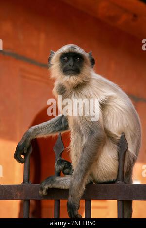 Un ritratto di primo piano di una singola scimmia di Langur Grigio (Semmopithecus entellus) seduta su una recinzione a Amber Fort, Jaipur, India Foto Stock