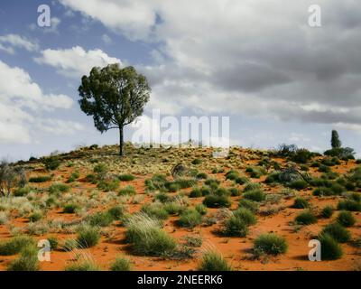 Albero solitario in vuoto arido paesaggio desertico con nuvole soffici, sabbia rossa nell'Outback australiano, solitudine, forza e concetto di consapevolezza Foto Stock