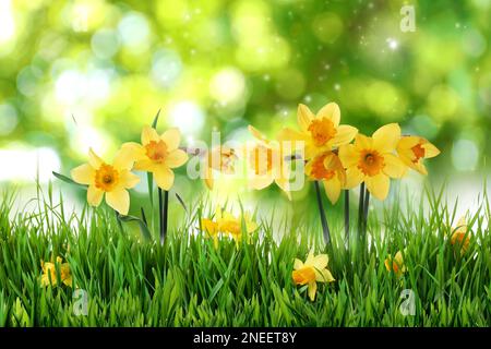 Belle narcisi gialle fiorite all'aperto nelle giornate di sole Foto Stock