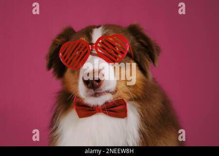 Concetto di San Valentino. Cartolina con animale su sfondo rosa. Australian Shepherd dog indossa occhiali creativi a forma di cuori rossi. Congratulazioni Foto Stock