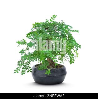 Bell'albero di bonsai in vaso isolato su bianco Foto Stock