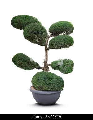 Bell'albero di bonsai in vaso isolato su bianco Foto Stock