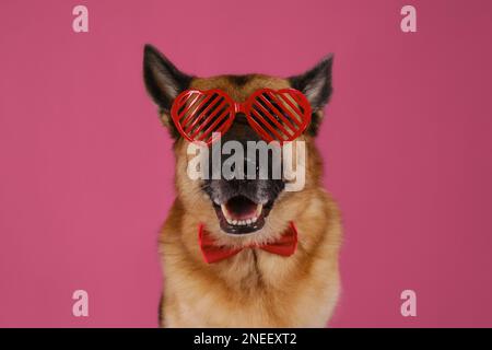 Concetto di San Valentino. Cartolina con animale su sfondo rosa. Felice cane pastore tedesco indossa occhiali creativi a forma di cuori rossi. Congratulazioni Foto Stock