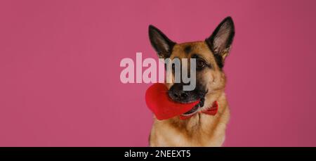 Concetto di San Valentino. Cartolina con animale su sfondo rosa. Il cane pastore tedesco tiene il giocattolo morbido a forma di cuore in bocca. Regalo per matrimonio, ann Foto Stock