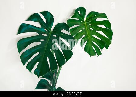 Bella pianta di formaggio svizzero o Monstera deliziosa primo piano sullo sfondo chiaro, giungla urbana e concetto di minimalismo, sfondo foglie tropicali Foto Stock