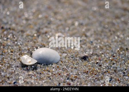 Conchiglie di mare. Arrivando con le onde sulla sabbia della spiaggia, le conchiglie formano un magnifico paesaggio delle loro forme e delle loro finiture. Foto Stock