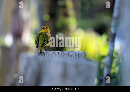 Atlantico canarino, un piccolo uccello selvatico brasiliano Foto Stock