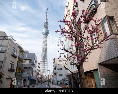 Una vista dello Skytree di Tokyo e di un albero di ciliegio in fiore a Tokyo. Foto Stock