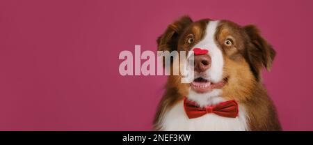 Congratulazioni matrimonio, anniversario di compleanno. Concetto di San Valentino. Cartolina con animale su sfondo rosa. Spazio di copia. Buon Shephe australiano Foto Stock