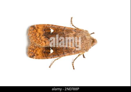 Satellite Moth, Eupsilia transversa, Whitelye, Monmouthshire, Galles, REGNO UNITO. Famiglia Noctuidae. Foto Stock