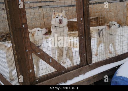 Tre Husky siberiani in voliera di canile in inverno dietro recinto di gabbia e vogliono camminare. Allevamento di cani da slitta settentrionali. Cani pureed abbandonati in ciglia Foto Stock