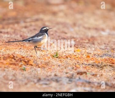 Un vagone bianco marrone ricerca cibo a terra Foto Stock