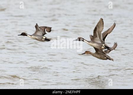 Northern Pintail (Anas acuta) Flock misto che vola Cley Norfolk UK GB Febbraio 2023 Foto Stock