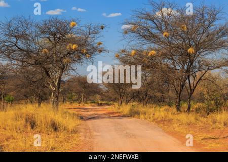 Andersson Trail nel Parco Nazionale dell'Altopiano di Waterberg, Kalahari, Otjiwarongo, Namibia, Africa. Nido comunale di tessitori socievoli su alberi. Foto Stock