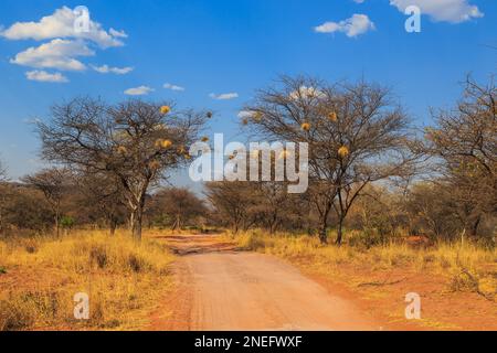 Andersson Trail nel Parco Nazionale dell'Altopiano di Waterberg, Kalahari, Otjiwarongo, Namibia, Africa. Nido comunale di tessitori socievoli su alberi. Foto Stock