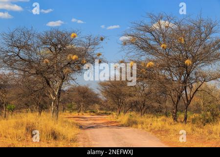 Andersson Trail nel Parco Nazionale dell'Altopiano di Waterberg, Kalahari, Otjiwarongo, Namibia, Africa. Nido comunale di tessitori socievoli su alberi. Foto Stock