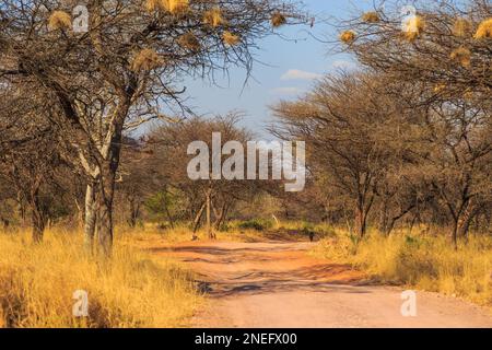Andersson Trail nel Parco Nazionale dell'Altopiano di Waterberg, Kalahari, Otjiwarongo, Namibia, Africa. Nido comunale di tessitori socievoli su alberi. Foto Stock