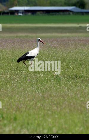 Una sola cicogna bianca (Ciconia ciconia) su un campo di erba verde Foto Stock