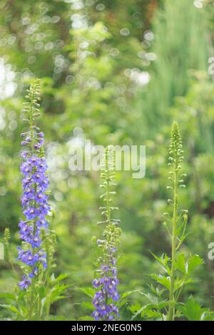 Delphinium cresce e fiorisce nel giardino fiorito in estate Foto Stock