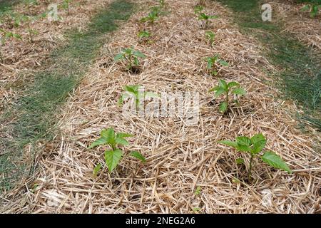 Piantine di pepe dolce in giardino Foto Stock
