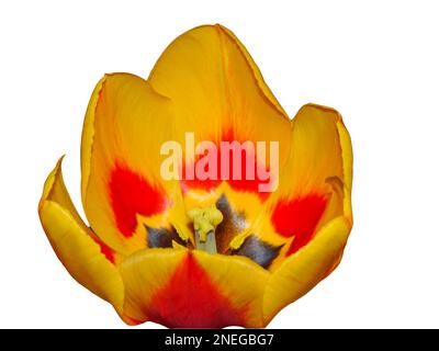 Giallo e rosso tulip isolato su bianco Foto Stock